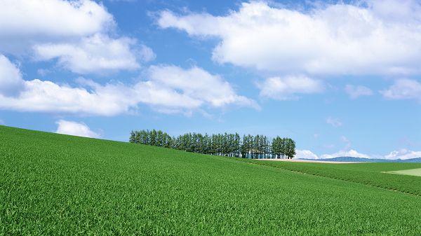click to free download the wallpaper--Images of Natural Scenes - A Full Eye of Green Scene, Seemingly Endless, the Blue Sky