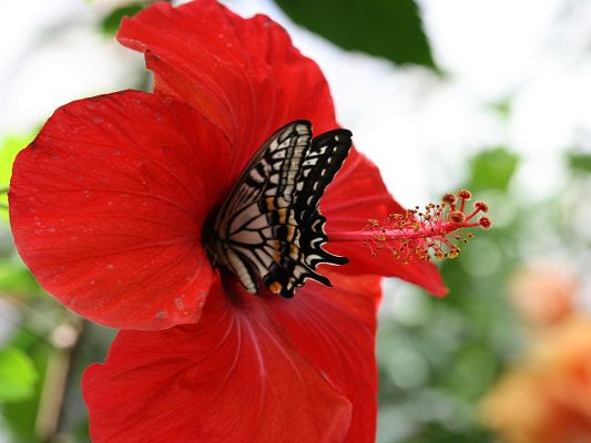 click to free download the wallpaper--Images of Nature Landscape, a Butterfly on a Red Flower, Great Lovers 