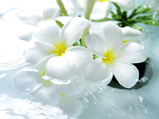 click to free download the wallpaper--Images of White Flower, Bathroom Charm, Clean and Pure