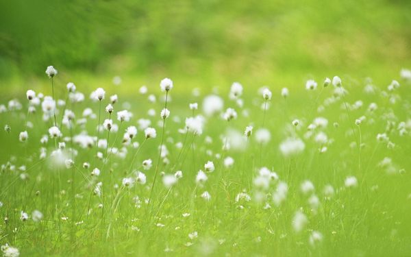 Images of Wild Flower, White Flowers Among Green Grass, Pure and Cozy Scene