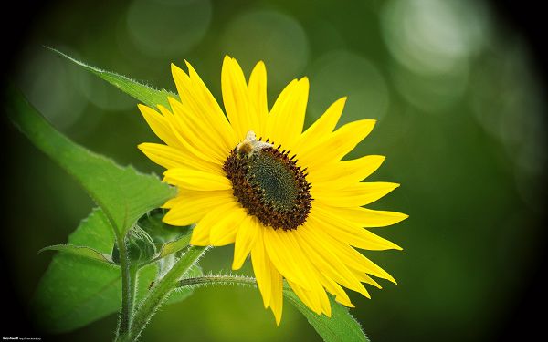 click to free download the wallpaper---Includes a Sunflower and a Bee, Background is Incredibly Green, Laboring Bee Should be High Appreciated - Natural Scenery Wallpaper 