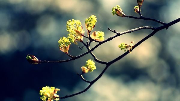 click to free download the wallpaper---Including a Branch of the Tree, Full of Flowers, Mere and Black Background - HD Natural Scenery Wallpaper