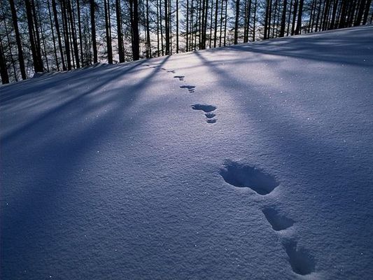Incredible Pics of Natural Landscape, Footsteps on Snow, Deep and Wide, Tall Trees in the Front