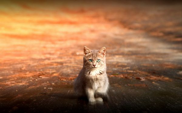 click to free download the wallpaper---Indifferent to Exterior Conditions, Peaceful and Quiet Facial Expression Remains - Widescreen and HD Kitty Wallpaper