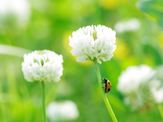 Insect and Flowers, Ladybug On Clover Flower, Fresh and Nature Scene