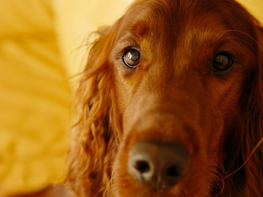 click to free download the wallpaper--Irish Setter Images, Attentive and Kind Eyesight, Sweet Cutie!