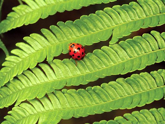 click to free download the wallpaper--Ladybug On Fern, Red Insect on Green Plant, What a Contrast!