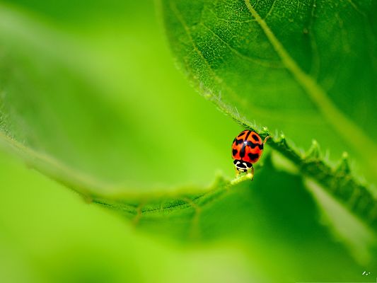 click to free download the wallpaper--Ladybug On Green Leaf, Tiny Insect Crossing Two Leaves, Doing Great