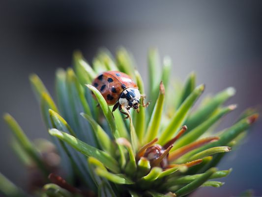 click to free download the wallpaper--Ladybug and Green Plants, Tiny Insect on Plant, Amazing in Look