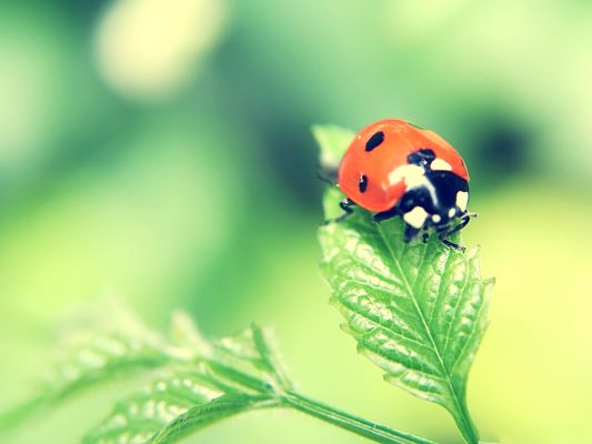 click to free download the wallpaper--Ladybug on Green Leaf, Little Insect in Nature, Fresh and Clean Scene