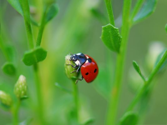 click to free download the wallpaper--Ladybugs On Flower, Flowers in Bud, a Ladybug on Them, Incredible Scene