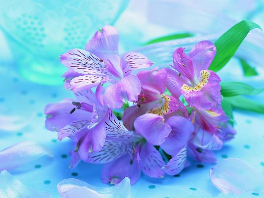 click to free download the wallpaper--Light Purple Flowers Image, Little Flowers in Bloom, Green Leaves Around