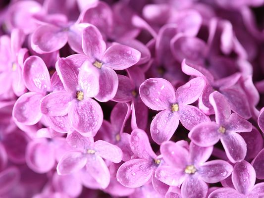 Lilac Flowers Image, Pink Lilac Flowers, Rain Drops on Them, Great Morning Scene
