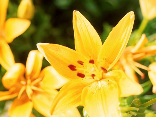 click to free download the wallpaper--Lily Flowers Photo, Yellow Blooming Flowers, Head Proudly Rising Up