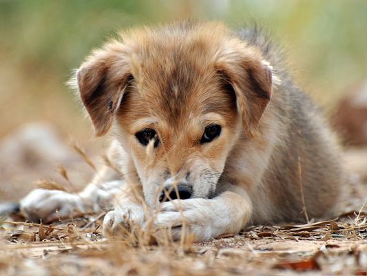 Little Dog Photo, Sad Mongrel Puppy Outdoor, Endless Fun