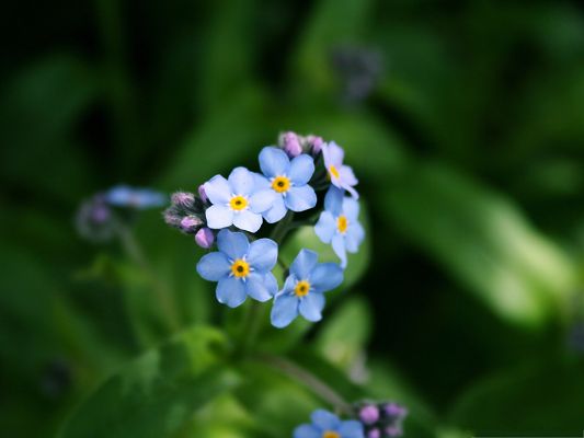 Little Flowers Image, Blue Flowers Forming Heart Shape, Green Leaves Around