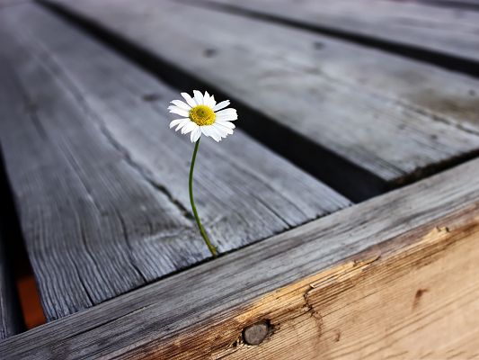 click to free download the wallpaper--Lonely Flower Picture, Tiny White Flower in Bloom, Tough Living Condition