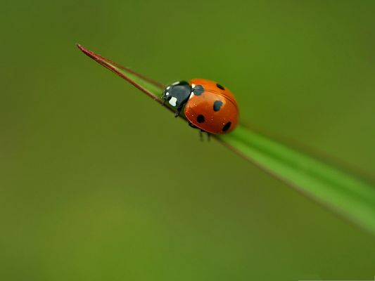 click to free download the wallpaper--Lonely Ladybug Pic, Orange Insect on Green Plant, Combine Incredible Scene