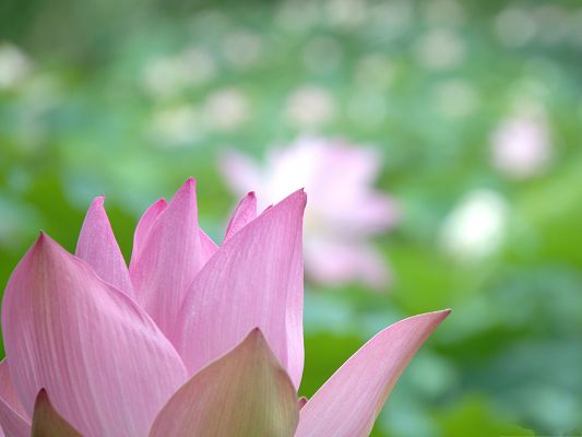 click to free download the wallpaper--Lotus Flowers Image, Pink Blooming Flower, Half Body Shown, Green Background