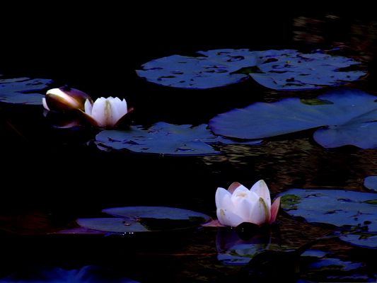 click to free download the wallpaper--Lotus Flowers Image, White Blooming Flowers on River Surface, Amazing Scenery