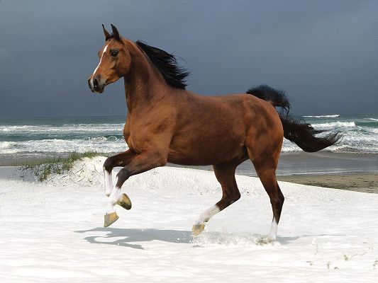 Magnificent Animals Image, Horse on the Beach, Dancing on Snow, Totally Impressive