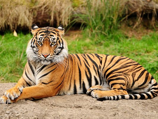 click to free download the wallpaper--Majestic Tigers Image, Lying Beside Green Grass, Serious Look