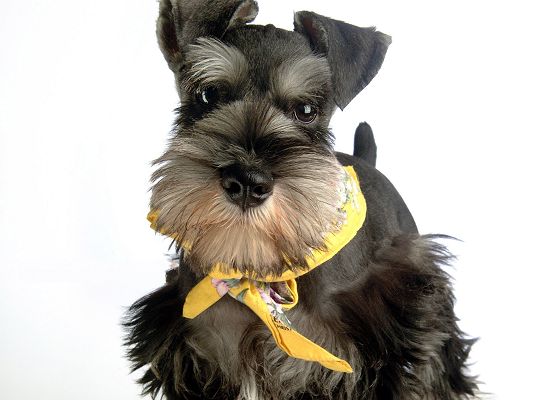 click to free download the wallpaper--Miniature Schnauzer Dog, Puppy in Yellow Silk Ribbon, Nice in Look