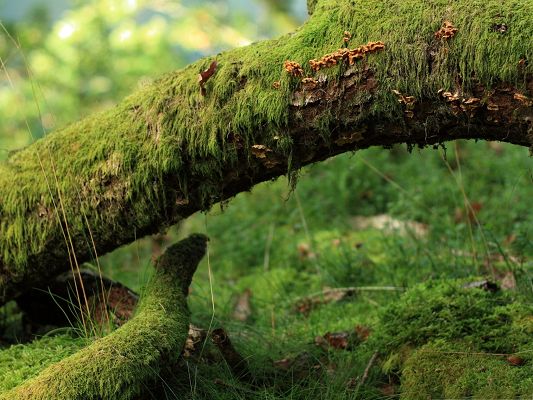 click to free download the wallpaper--Moss Plant Pictures, Moss on Tree, Brown Leaves, Amazing Scene