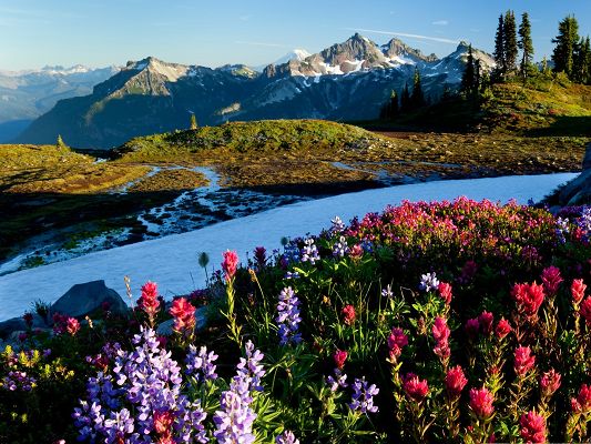 click to free download the wallpaper--Mountain Flowers Picture, Colorful Blooming Flower on Hillside, Under the Blue Sky