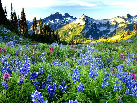 Mountain Flowers Picture, Little Beautiful Flowers at the Feet of the Hill, Flower Field