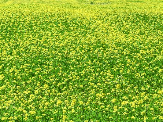 click to free download the wallpaper--Mustard Flower Field, Green and Yellow Flowers, Endless Flower Field