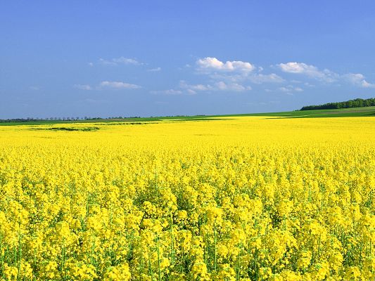 click to free download the wallpaper--Mustard Flower Field, Yellow Flower Field Under the Blue Sky, Great Summer Scene