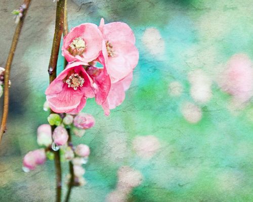 click to free download the wallpaper--Natural Scenery Post, Pink Blooming Flowers, Green Background, Waterdrop on Them, Fresh and Clean Scene