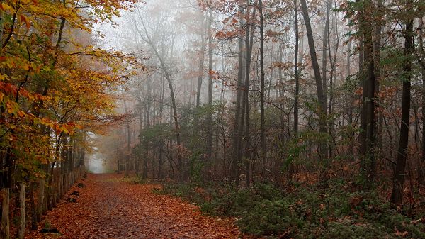 click to free download the wallpaper--Natural Scenery photos - Leaves Are Falling Due to the Rain, Misty and Great Scene