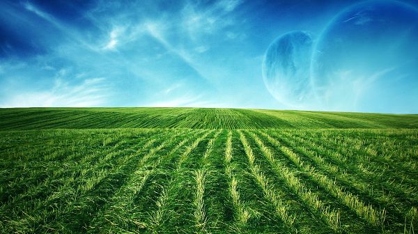 click to free download the wallpaper--Natural Scenery picture - An Endless Field of Green Wheats, the Blue Sky, is an Impressive Scene