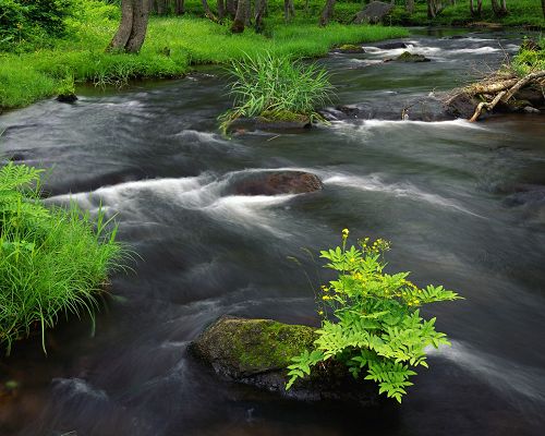 Nature Landscape Image, Rapid River Across Green Plants, Prosperous Scene