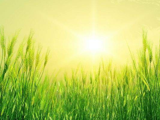 click to free download the wallpaper--Nature Landscape Pic, Green Wheats, Early Summer, the Rising Sun, Will Soon be Ripe