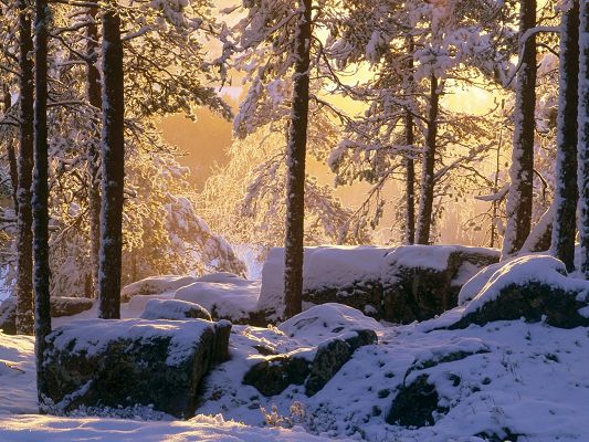 click to free download the wallpaper--Nature Landscape Pics, Snowy Pine Forest, Sunshine Breaking in, Will Snow be Gone?