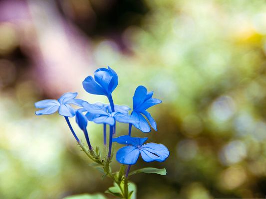 click to free download the wallpaper--Nature Landscape Picture, Blue Flowers in Bloom, Fuzzy Background