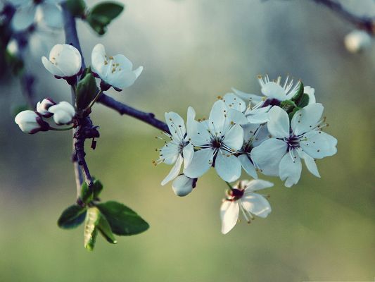 click to free download the wallpaper--Nature Landscape Picture, White Cherry Flowers and Green Leaves, Incredible Scene