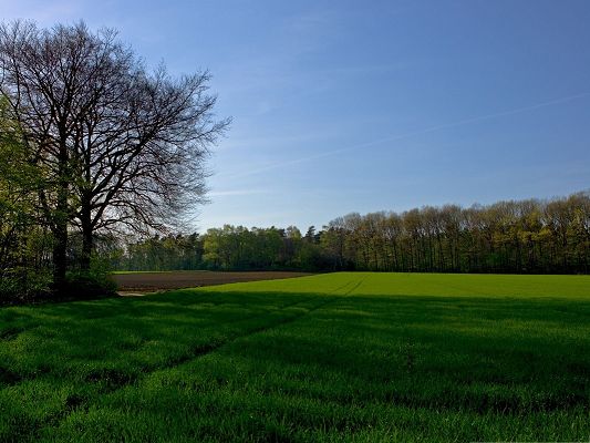 click to free download the wallpaper--Nature Spring Landscape, Green Endless Field, a Tall Tree Alongside