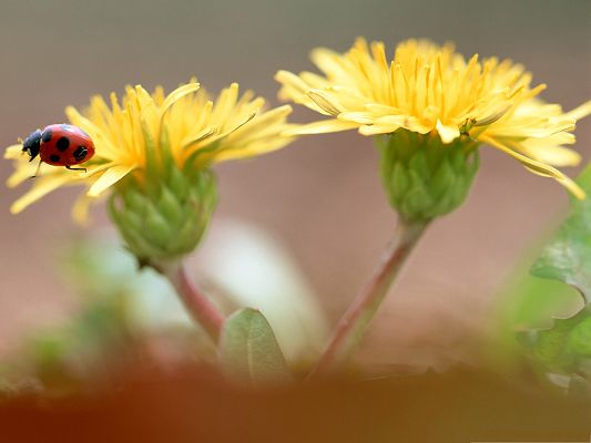 click to free download the wallpaper--Nature and Flowers, Ladybug On Dandelion Flowers, Green Leaves as Support
