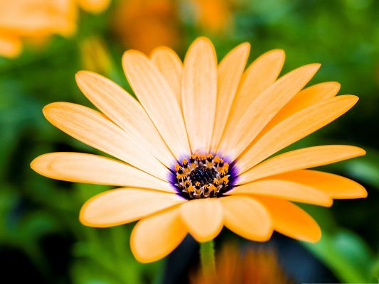 Orange Cape Daisy Flower, Long and Wide Petals, Clean Fresh Scenery