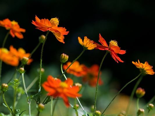 click to free download the wallpaper--Orange Cosmos Flowers, Bright-Colored Flowers in Bloom, Black Background