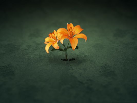 click to free download the wallpaper--Orange Flowers Picture, Tiny Flower in Bloom, Breaking the Earth