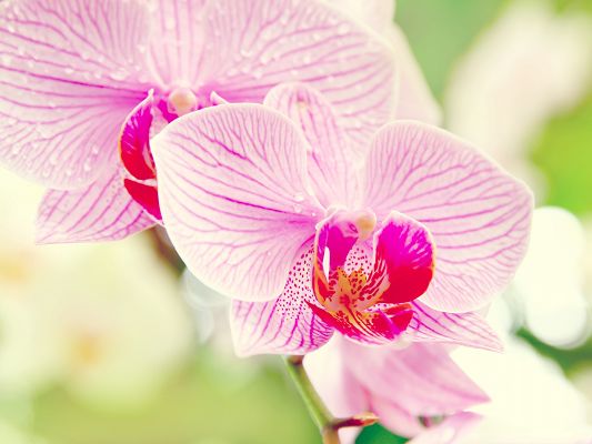 Orchid Flower Image, Pink Flower in Bloom, Rain Drops on Them
