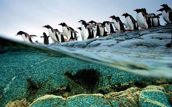 click to free download the wallpaper--Penguins Jumping into the Sea One by One, Sea Water Can't be More Clear, This is Such an Enjoyable Moment - HD Natural Scenery Wallpaper