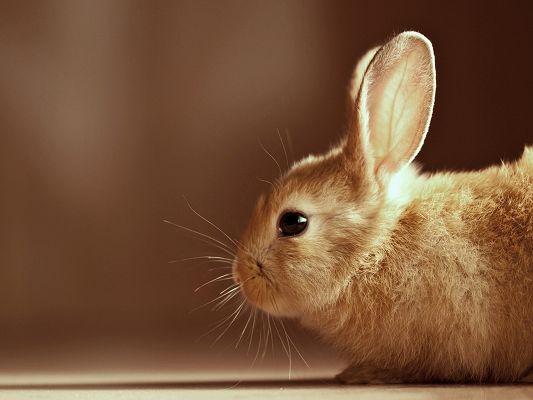 click to free download the wallpaper--Photo of Cute Animals, Orange Rabbit from Side Look, Light and Simple Background