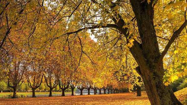 click to free download the wallpaper--Photos of Beautiful Scenes - Typical Autumn Scene, Yellow and Fallen Leaves, Great and Enjoyable Place
