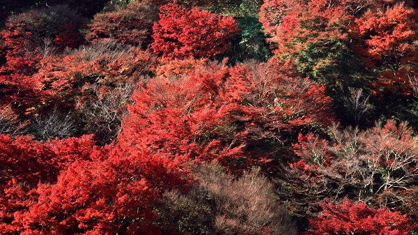 click to free download the wallpaper--Photos of Natural Scenery - Red Leaves Like Blood, Close to Each Other, Looking Good Together